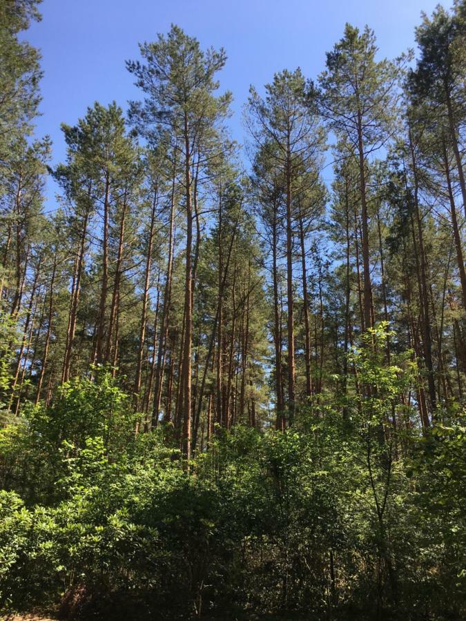 Im Wald